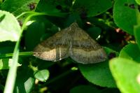 Scotopteryx chenopodiata