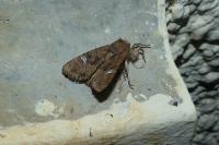 Mesapamea secalella/secalis