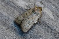 Hoplodrina