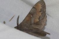 Dendrolimus pini pini