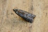 Phycita