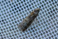 Phycita