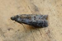 Phycita