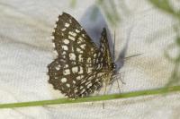 Chiasmia clathrata