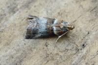 Acrobasis tumidana