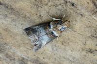 Acrobasis tumidana