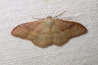 Idaea rubraria
