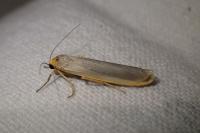 Eilema caniola