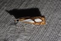 Catoptria pinella