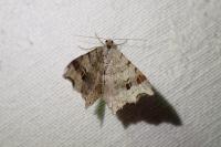 Macaria alternata