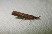 Pediasia contaminella