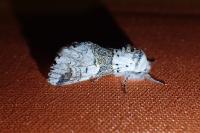 Furcula furcula
