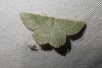 Thalera fimbrialis
