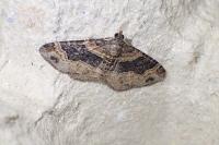Xanthorhoe ferrugata
