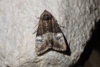 Mesoligia furuncula