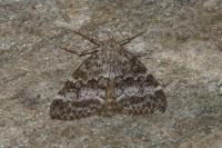 Evergestis sophialis