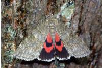 Catocala nupta