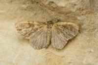 Euchoeca nebulata
