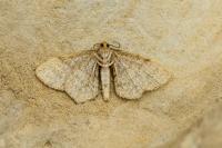 Euchoeca nebulata