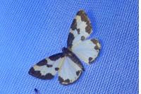 Lomaspilis marginata