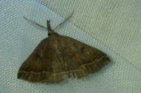 Polypogon plumigeralis