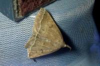 Polypogon plumigeralis