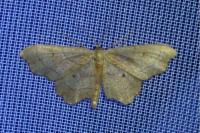 Idaea emarginata