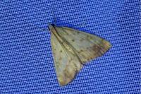 Evergestis extimalis
