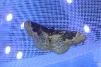 Idaea rusticata