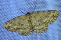Ectropis crepuscularia