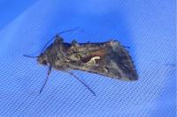 Autographa gamma