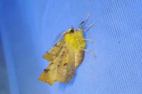 Ennomos alniaria