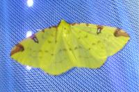 Opisthograptis luteolata