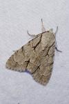 Acronicta