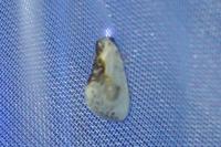 Cilix glaucata