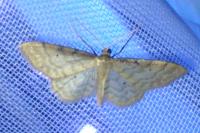 Idaea fuscovenosa