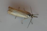 Chrysoteuchia culmella