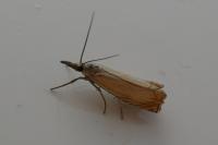 Chrysoteuchia culmella