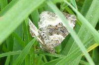 Epirrhoe alternata
