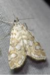 Elophila nymphaeata
