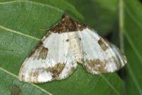 Melanthia procellata