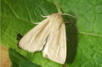 Mythimna straminea