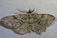 Peribatodes secundaria secundaria