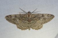 Alcis repandata