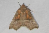 Scoliopteryx libatrix