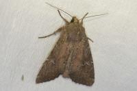 Apamea lateritia