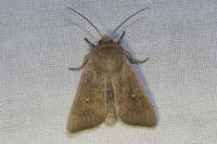 Mythimna sicula