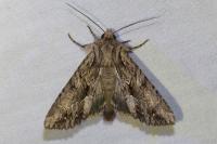 Apamea monoglypha monoglypha