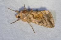 Autographa jota