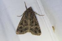 Sideridis reticulata